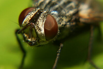 Autorská fotografie - Fly ( 60x40 cm, s ochranou laminací a rámem Nielsen )
