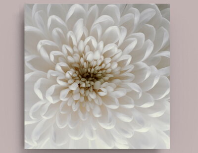 Fotografie na akrylátovém skle - Chryzantéma 2, 50 x 50 cm
