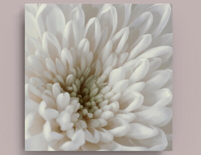 Fotografie na akrylátovém skle - Chryzantéma 3, 50 x 50 cm