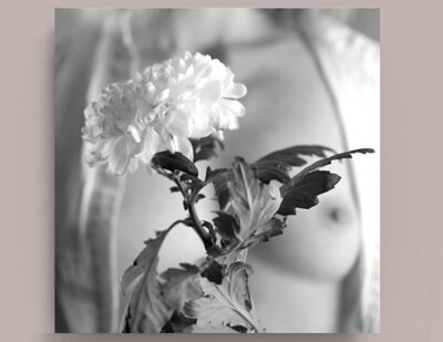 Fotografie na akrylátovém skle - Zu - Chryzantéma 50 x 50 cm