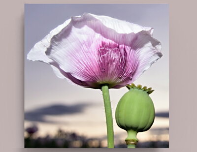 Fotografie na akrylátovém skle - Makový květ 50 x 50 cm