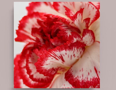 Fotografie na akrylátovém skle - Makro květ Karafiát 50 x 50 cm