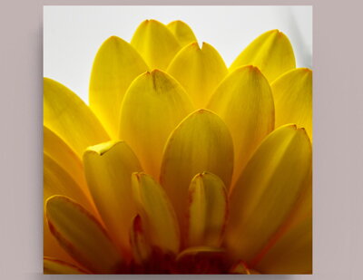 Fotografie na akrylátovém skle - Makro květ žlutá gerbera, 50 x 50 cm