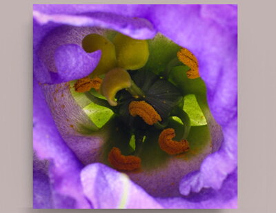 Fotografie na akrylátovém skle - Makro květ 3, 50 x 50 cm