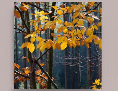 Fotografie na akrylátovém skle - Podzimní les 50 x 50 cm