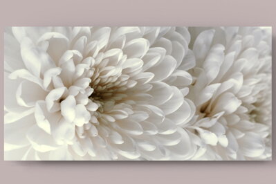 Fotografie na akrylátovém skle - Chryzantéma 3,  70 x 35  cm