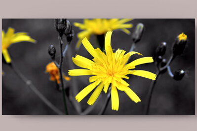 Fotografie na akrylátovém skle - Žlutý květ 70 x 35 cm