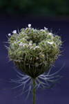 Autorská fotografie - Makro Květ ( 60x40 cm, s ochranou laminací a rámem Nielsen)