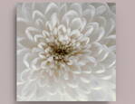 Fotografie na akrylátovém skle - Chryzantéma 2, 50 x 50 cm