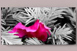 Fotografie na akrylátovém skle - Abstraktní květ  70 x 35  cm