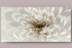 Fotografie na akrylátovém skle - Chryzantéma 2, 70 x 35 cm