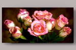 Fotografie na akrylátovém skle - Růže 70 x 35 cm