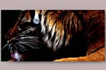 Fotografie na akrylátovém skle - Tygr 70 x 35 cm