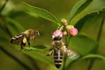 Autorská fotografie -Včely ( 60x40 cm, s ochranou laminací a rámem Nielsen )
